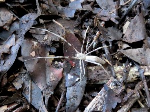 Common Net-casting Spider - Deinopis ravidus - female - 11 April 2019