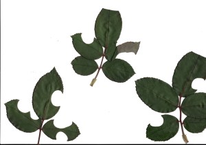 Leaf-cutter Bee action on rose - 21 April 2019