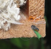 Megachile sp - flight - Feb10