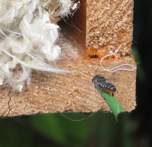 Megachile sp - flight - Feb10