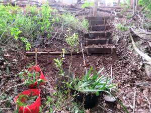 Steps to gully - 11 April 2019