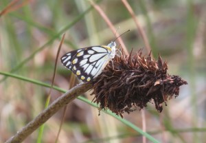Caper White - Belenois java - male - 11 Nov 2019