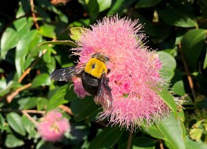 Great Carpenter Bee -Xylocopa (Koptortosoma) aruana 2 - Chandler - Nov 2019 - Georgia