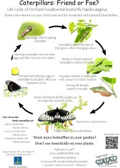 Butterfly Lifecycle - ver 3.3