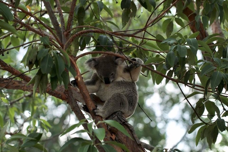 Feb MGSHS Koala