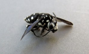 Domino Coukoo Bee - Thyreus lugubris - 1 April 2020