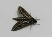 Vine Hawk Moth - Hippotion celerio - 28 Apr 2020
