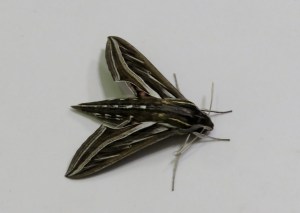 Vine Hawk Moth - Hippotion celerio - 28 Apr 2020